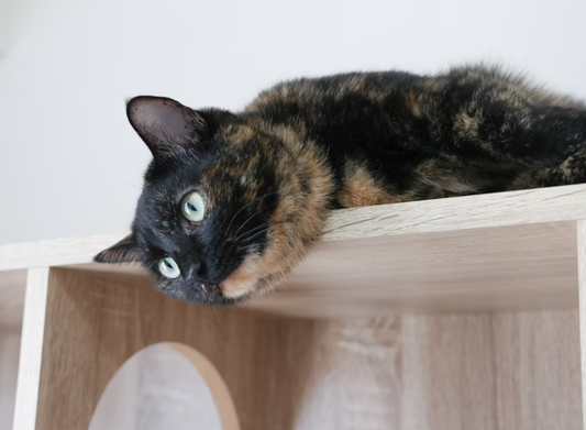 Why Indoor Cats Need Enrichment Toys More Than Ever in 2025