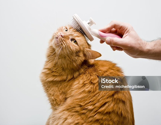 Hairball Control in 2025: The New Focus on Digestive Health for Cats