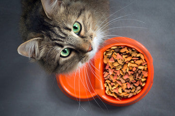 The Ultimate Guide to Choosing the Right Cat Food: What Every Owner Should Know