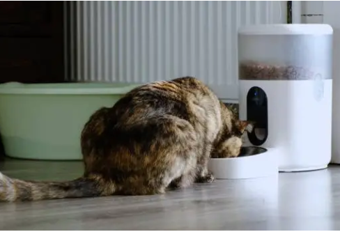The Rise of Smart Cat Feeders & Health Monitoring Devices in 2025