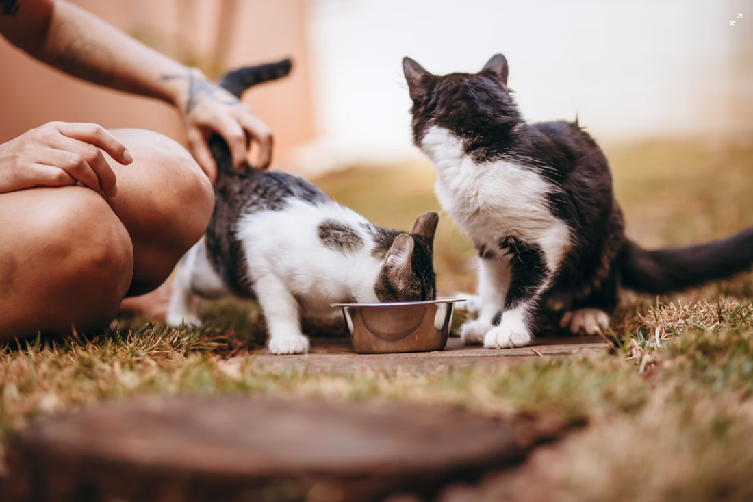 Hydration-Boosted Diets & Cat Food Toppers: 2025 U.S. Cat Trends