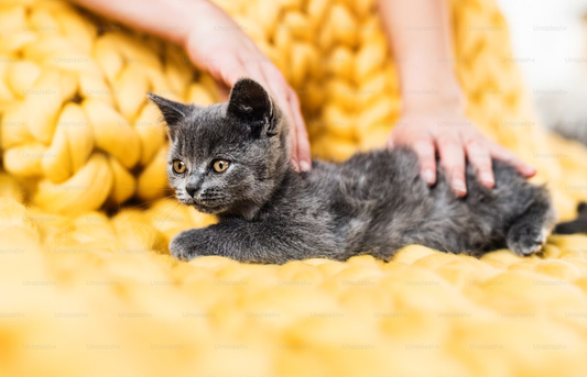 The 2025 Trend: Grain-Inclusive Cat Food Makes a Comeback