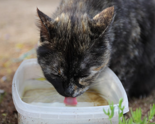 The Rise of Functional Cat Treats: Health Benefits Beyond Snacks