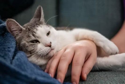 Calming Solutions for Cats: How U.S. Pet Parents Are Managing Anxiety