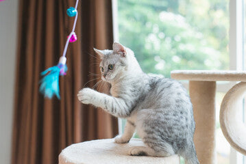 How to Keep Your Indoor Cat Happy and Stimulated: Expert Tips