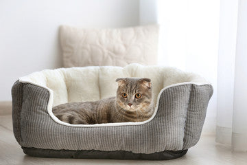 Top 10 Must-Have Products for Every Cat Owner in 2025